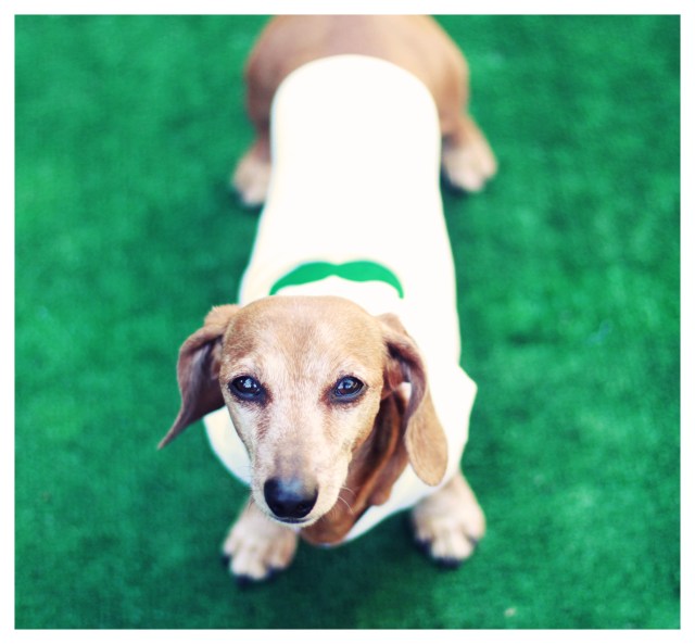 Rufus | March 2013.  Photo by: Johnny Ortez-Tibbels ©