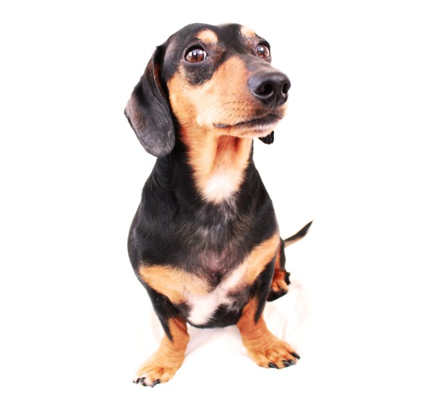 Brodie | April 2011.  Photo by: Johnny Ortez-Tibbels ©