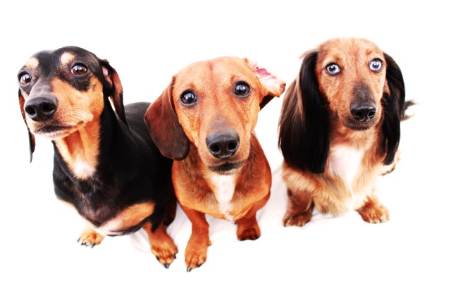 Brodi, Peanut & Bella | April 2011. Photo by: Johnny Ortez-Tibbels ©