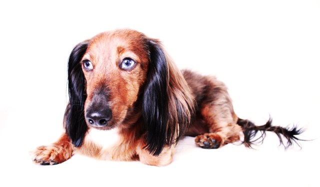 Bella | April 2011. Photo by: Johnny Ortez-Tibbels ©