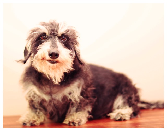 Sophie | February 2013.  Photo by: Johnny Ortez-Tibbels ©