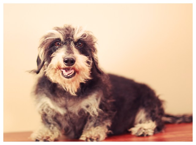 Sophie | February 2013.  Photo by: Johnny Ortez-Tibbels ©