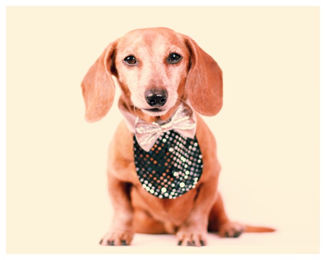 Rufus | March 2013.  Photo by: Johnny Ortez-Tibbels ©