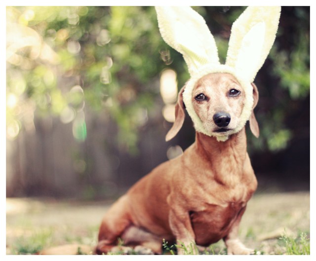 Rufus | March 2013.  Photo by: Johnny Ortez-Tibbels ©