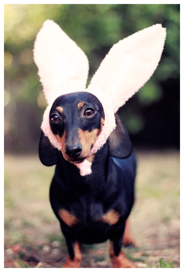 Emily | March 2013.  Photo by: Johnny Ortez-Tibbels ©