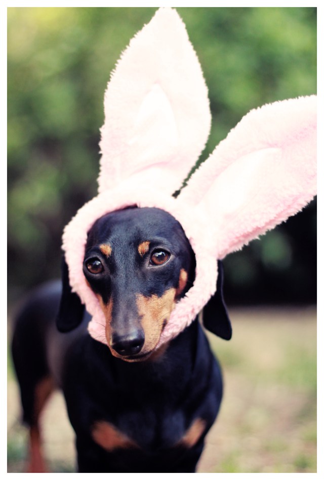 Emily | March 2013.  Photo by: Johnny Ortez-Tibbels ©