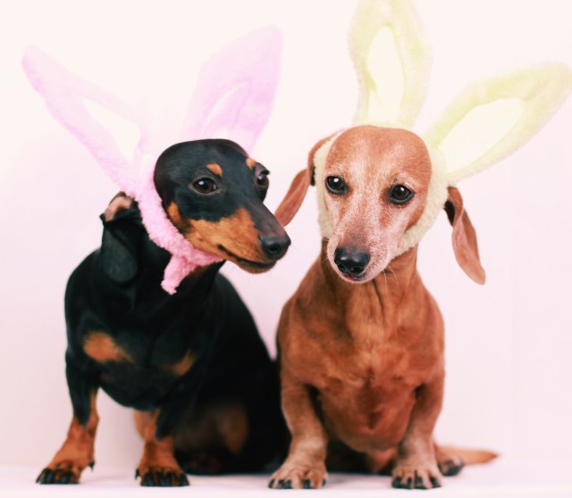 Emily & Rufus | March 2013.  Photo by: Johnny Ortez-Tibbels ©