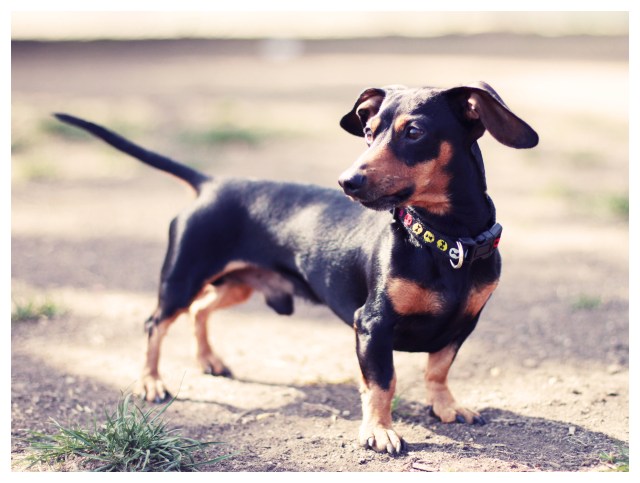 Rescue Doxie | March 2013. Photo by: Johnny Ortez-Tibbels ©