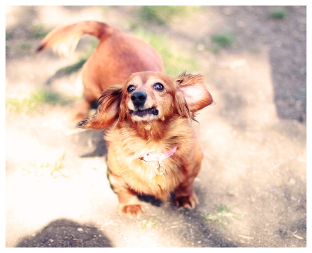 Rescue Doxie | March 2013. Photo by: Johnny Ortez-Tibbels ©