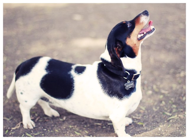 Rescue Doxie | March 2013. Photo by: Johnny Ortez-Tibbels ©