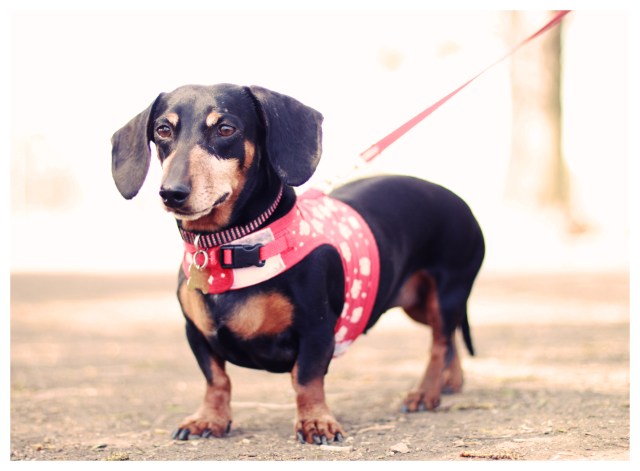 Rescue Doxie | March 2013. Photo by: Johnny Ortez-Tibbels ©