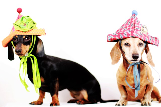 Emily & Rufus | March 2013.  Photo by: Johnny Ortez-Tibbels ©