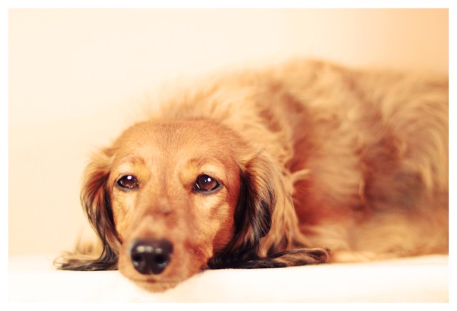 Kayla | February 2013.  Photo by: Johnny Ortez-Tibbels ©