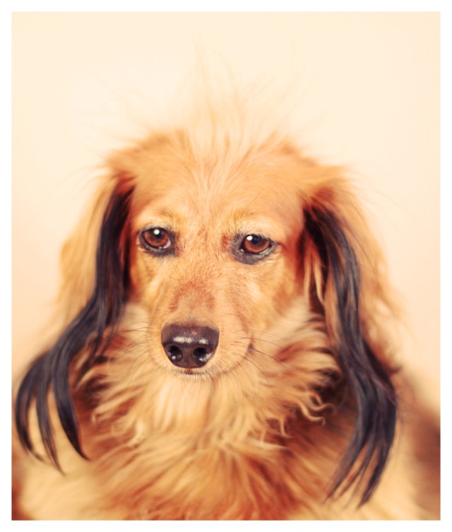 Daisy | February 2013.  Photo by: Johnny Ortez-Tibbels ©