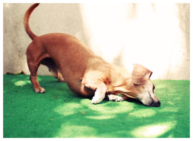 Rufus | March 2013.  Photo by: Johnny Ortez-Tibbels ©