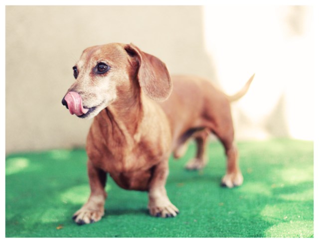 Rufus | March 2013.  Photo by: Johnny Ortez-Tibbels ©