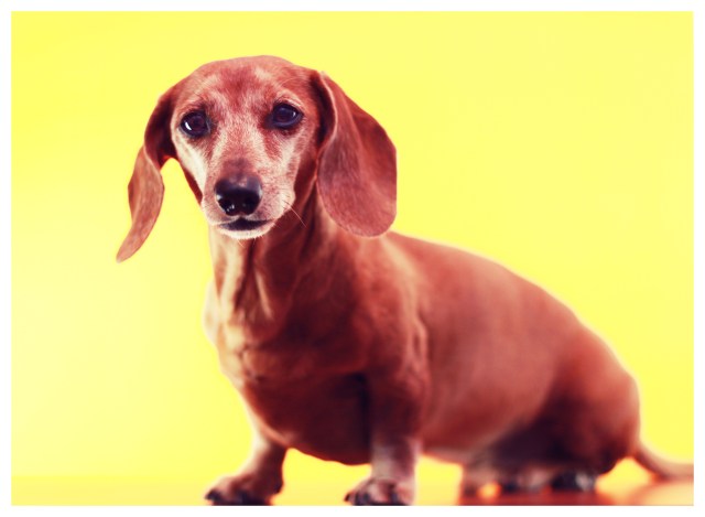 Rufus | March 2013.  Photo by: Johnny Ortez-Tibbels ©