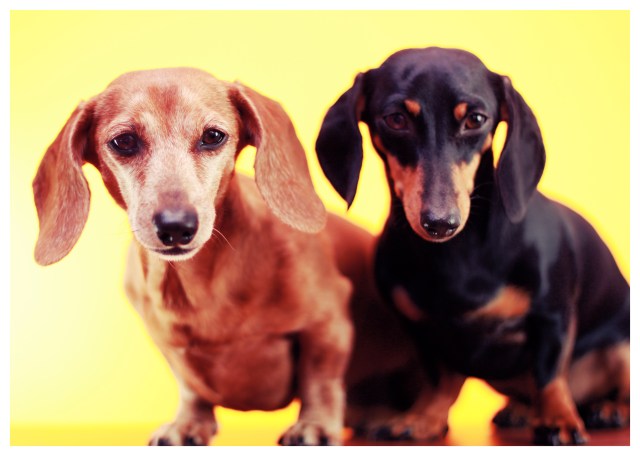 Rufus & Emily | March 2013.  Photo by: Johnny Ortez-Tibbels ©