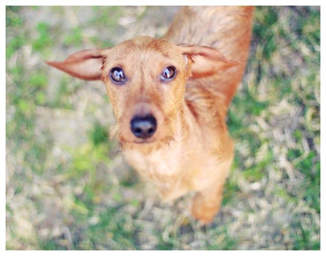 Benny | February 2013.  Photo by: Johnny Ortez-Tibbels ©