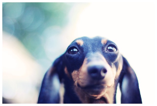 Emily | February 2013.  Photo by: Johnny Ortez-Tibbels ©