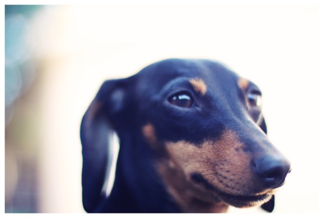 Emily | February 2013.  Photo by: Johnny Ortez-Tibbels ©