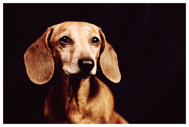 Rufus | March 2012. Photo by: Johnny Ortez-Tibbels ©