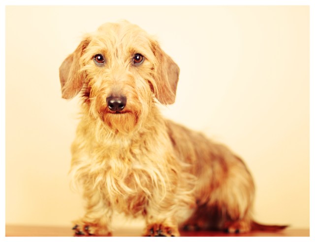 Harold | February 2013. Photo by: Johnny Ortez-Tibbels ©