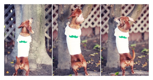 Rufus | March 2013.  Photo by: Johnny Ortez-Tibbels ©