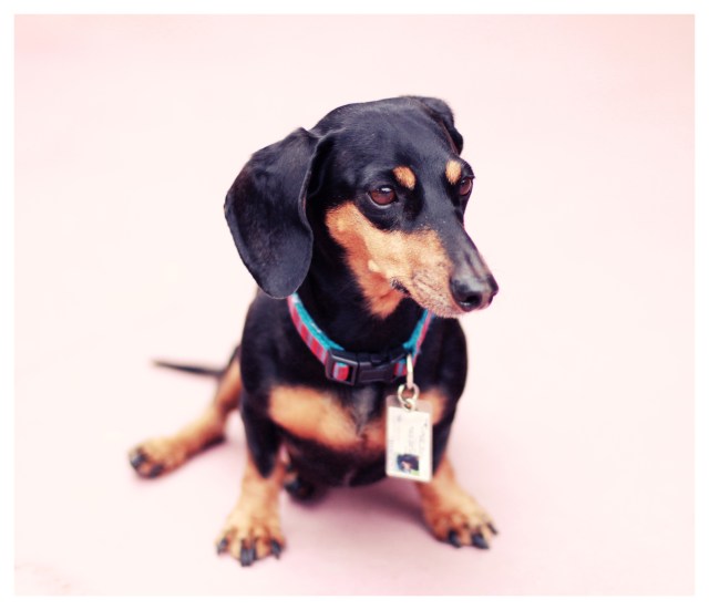 Kaia | April 2013.  Photo by: Johnny Ortez-Tibbels ©