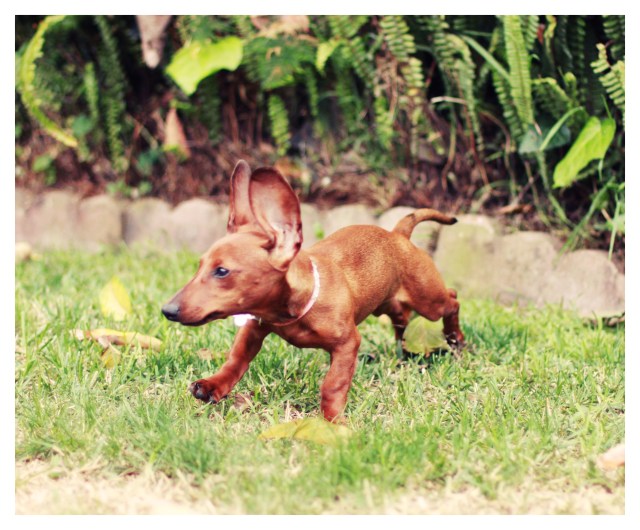 Candi | April 2013.  Photo by: Johnny Ortez-Tibbels ©