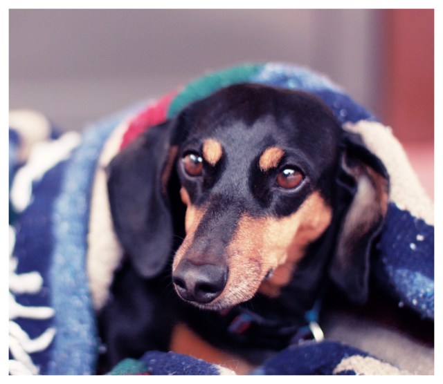 Kaia | April 2013.  Photo by: Johnny Ortez-Tibbels ©