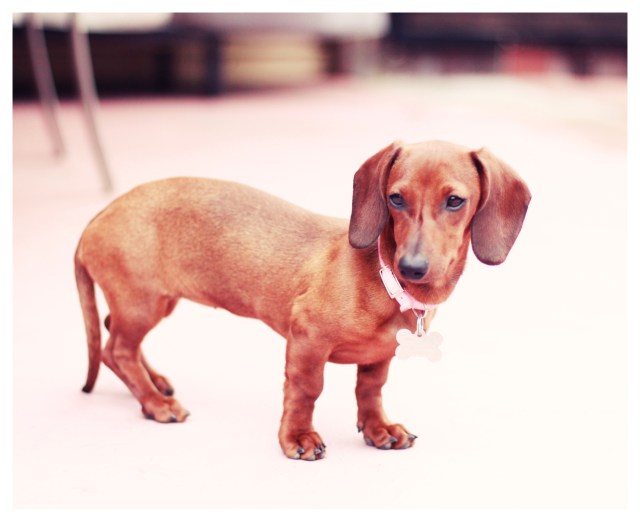 Candi | April 2013.  Photo by: Johnny Ortez-Tibbels ©