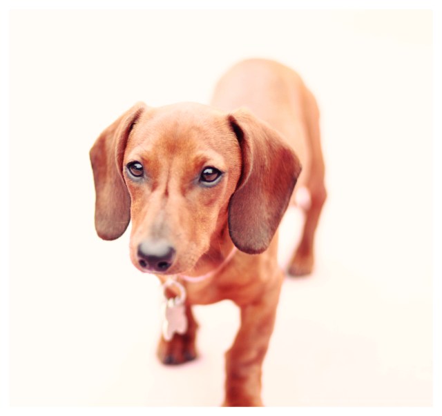 Candi | April 2013.  Photo by: Johnny Ortez-Tibbels ©