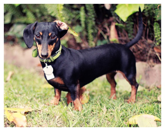 Emily | April 2013. Photo by: Johnny Ortez-Tibbels ©