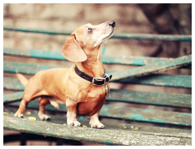 Rufus | April 2013.  Photo by: Johnny Ortez-Tibbels ©