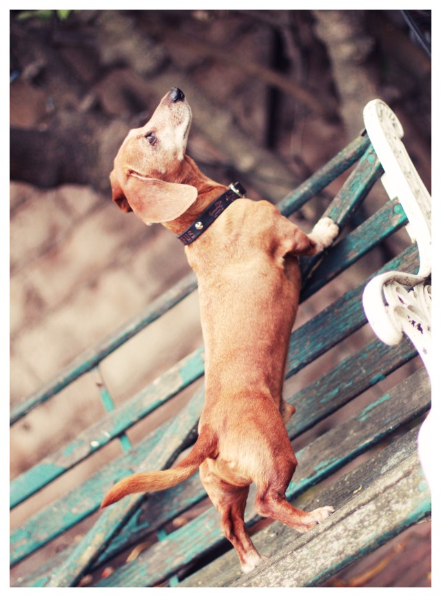 Rufus | April 2013.  Photo by: Johnny Ortez-Tibbels ©