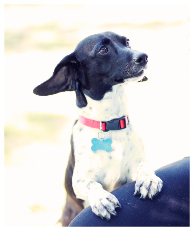 Rescue Doxie | April 2013.  Photo by: Johnny Ortez-Tibbels ©