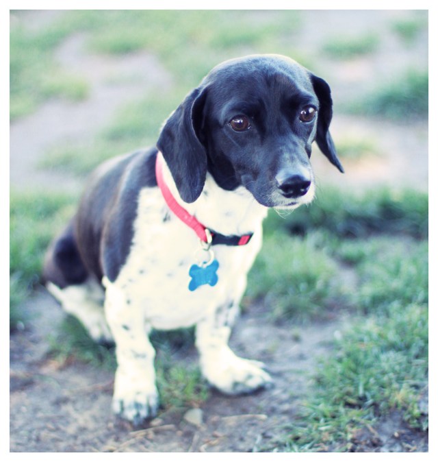 Rescue Doxie | April 2013.  Photo by: Johnny Ortez-Tibbels ©