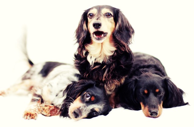 Kyrra, Tasha & Jorde | April 2013.  Photo by: Johnny Ortez-Tibbels ©