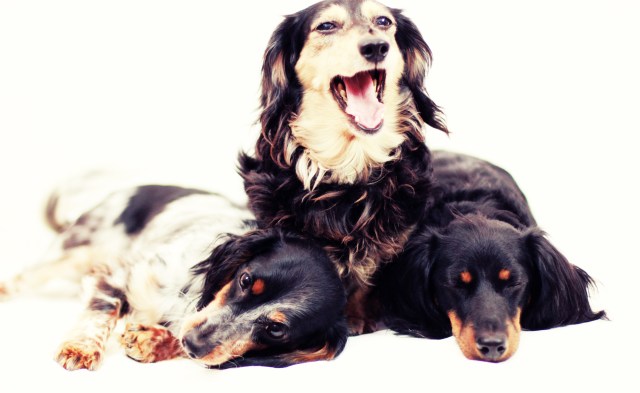 Kyrra, Tasha & Jorde | April 2013.  Photo by: Johnny Ortez-Tibbels ©