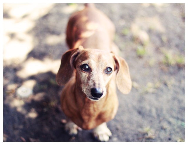 Rufus | April 2013.  Photo by: Johnny Ortez-Tibbels ©