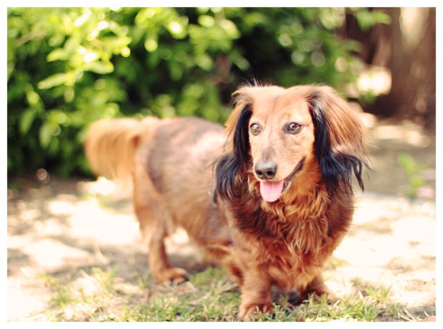 Ryker | April 2013.  Photo by: Johnny Ortez-Tibbels ©