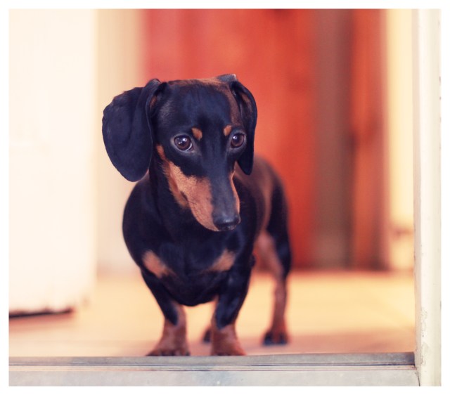 Emily | February 2013. Photo by: Johnny Ortez-Tibbels ©