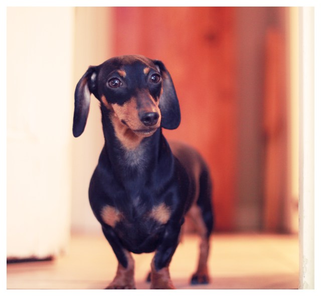 Emily | February 2013. Photo by: Johnny Ortez-Tibbels ©