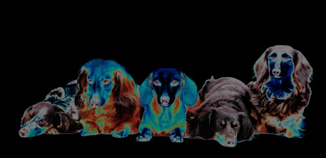 Kyrra, Ryker, Rufus, Jorde & Tasha| April 2013.  Photo by: Johnny Ortez-Tibbels ©