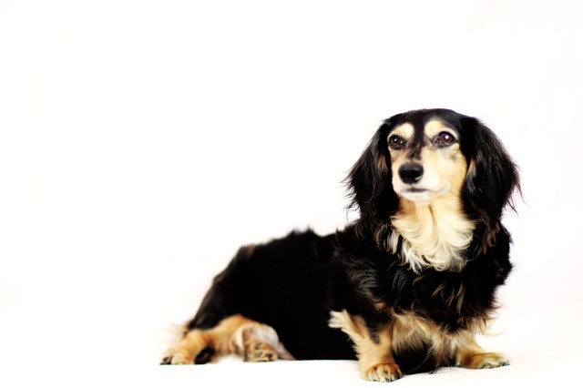 Tasha | April 2013.  Photo by: Johnny Ortez-Tibbels ©