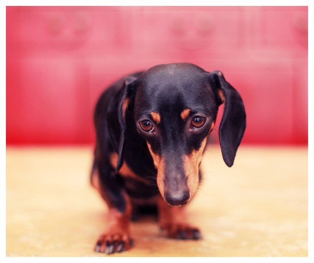 Emily | April 2013. Photo by: Johnny Ortez-Tibbels ©