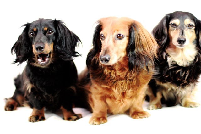 Jorde, Ryker & Tasha | April 2013.  Photo by: Johnny Ortez-Tibbels ©