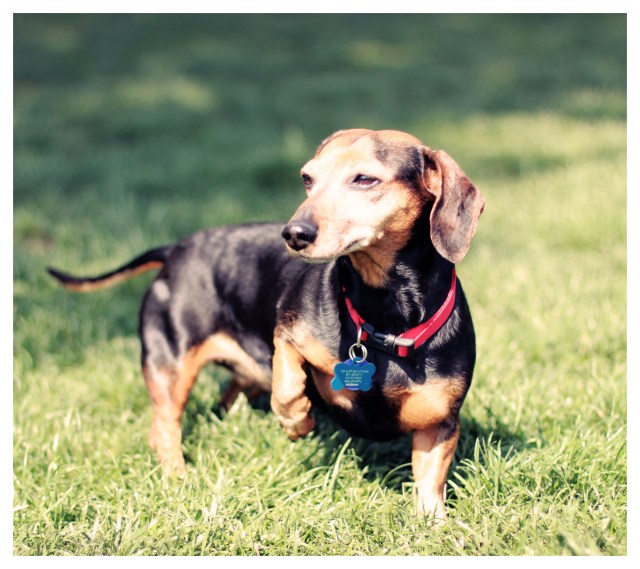 Rescue Doxie | April 2013.  Photo by: Johnny Ortez-Tibbels ©
