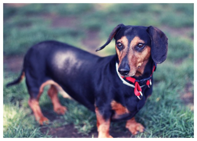 Rescue Doxie | April 2013.  Photo by: Johnny Ortez-Tibbels ©